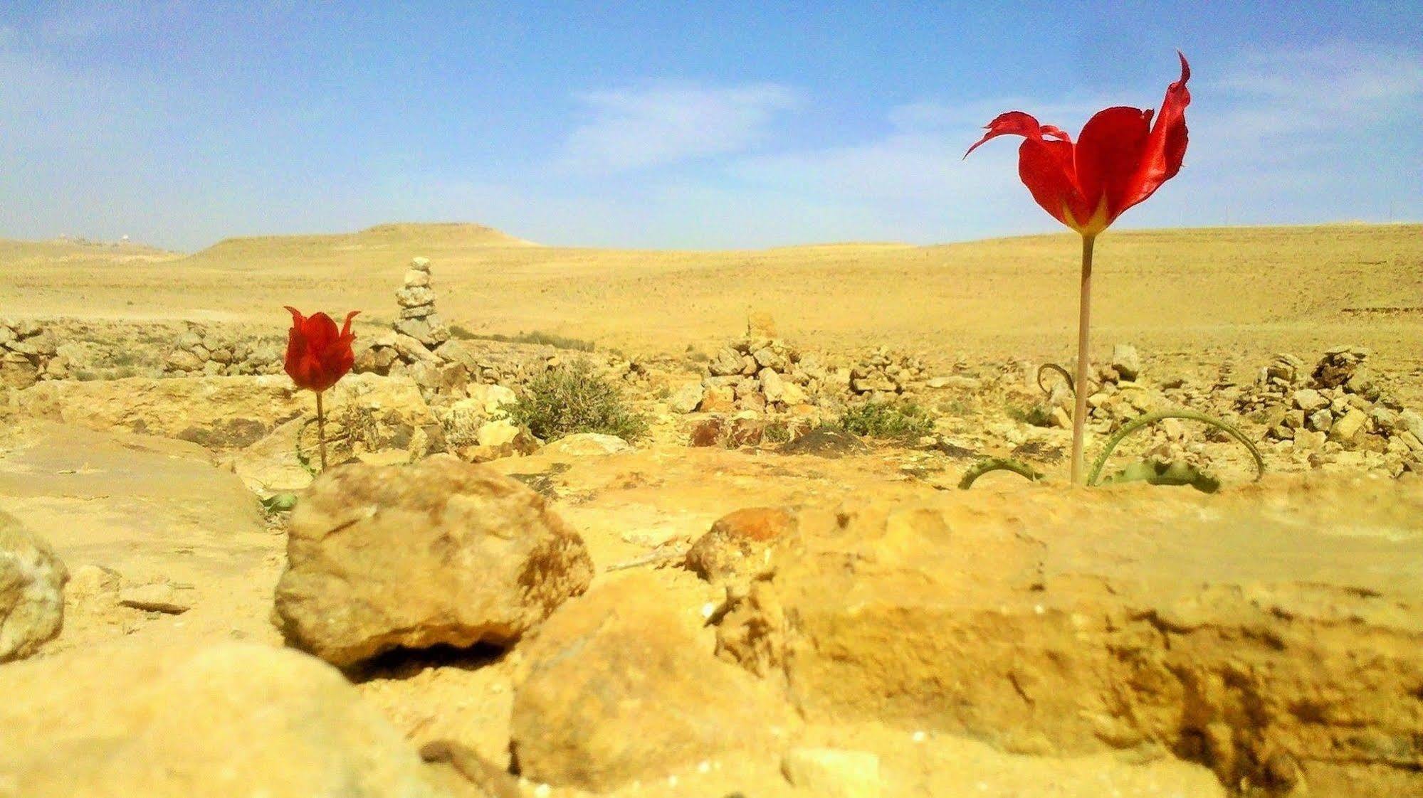 Silent Arrow Hotell Mitzpe Ramon Exteriör bild